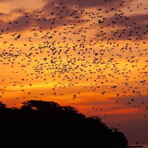 Kalong Island Sunset half day trip