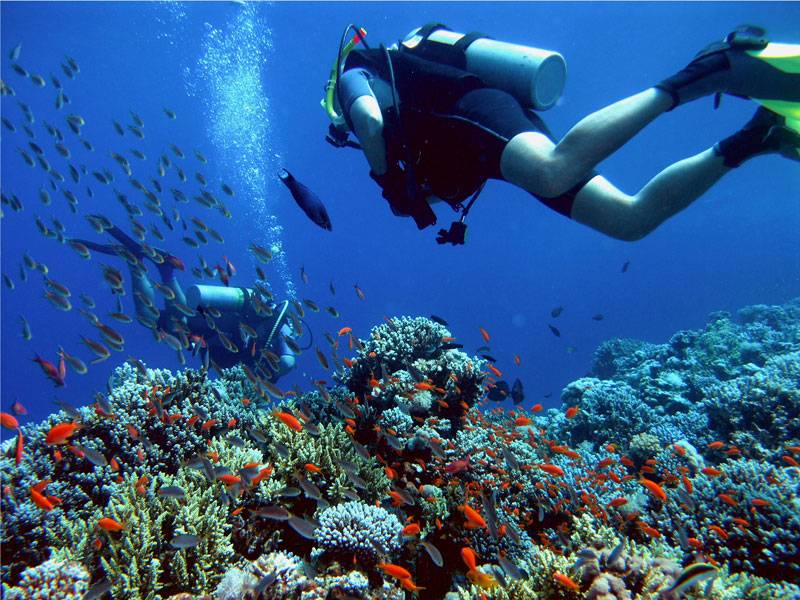 Komodo Diving Tours